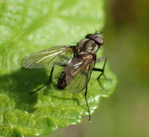 Réf. 180 894 : Delia radicum